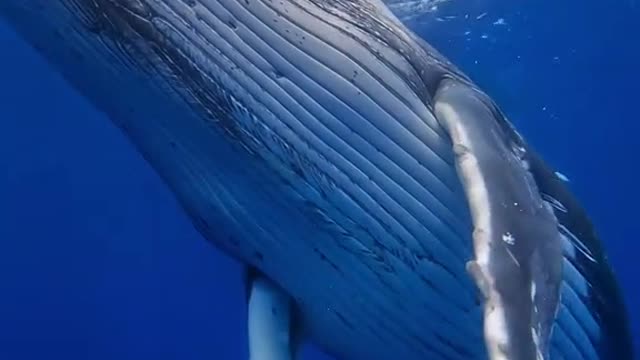 Would being this close to a whale in deep water freak you out?
