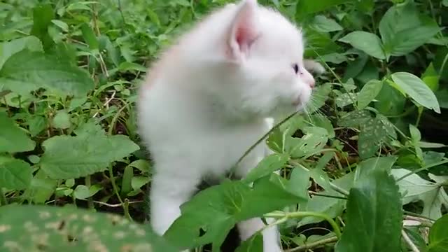 The sound of a baby cat calling its mother