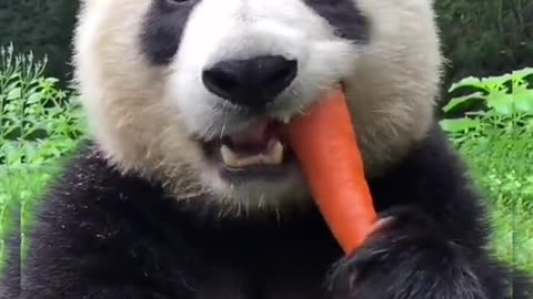Panda Is eating Carrot 🥕🐼¦