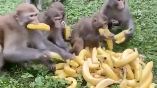Monkeys Taking Bananas