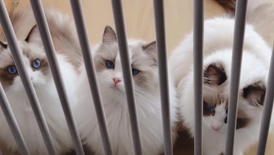Ragdoll