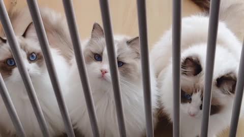 Ragdoll