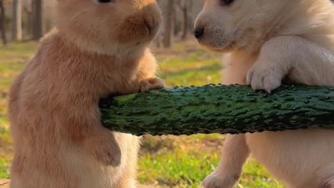 Cute rabbit and dog video