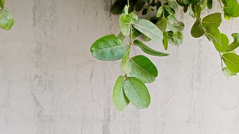 Tree plant