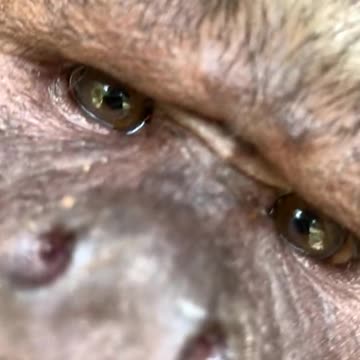 Close look to Tufted Capuchin - Monkey world
