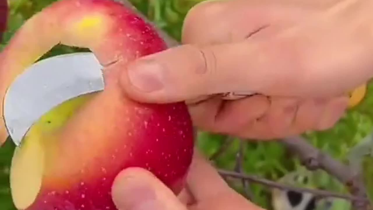 Fresh Fruits