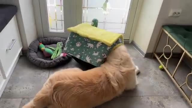 Golden Retriever Decided that this "Cat House" is for Him