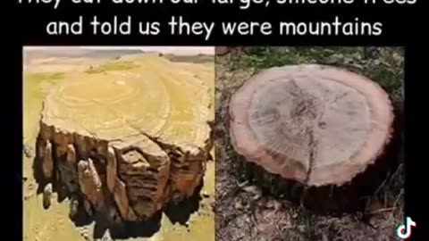 They cut down our LARGE, silicone TREES and told us they are MOUNTAINS?