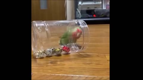 Birds can also play bowling