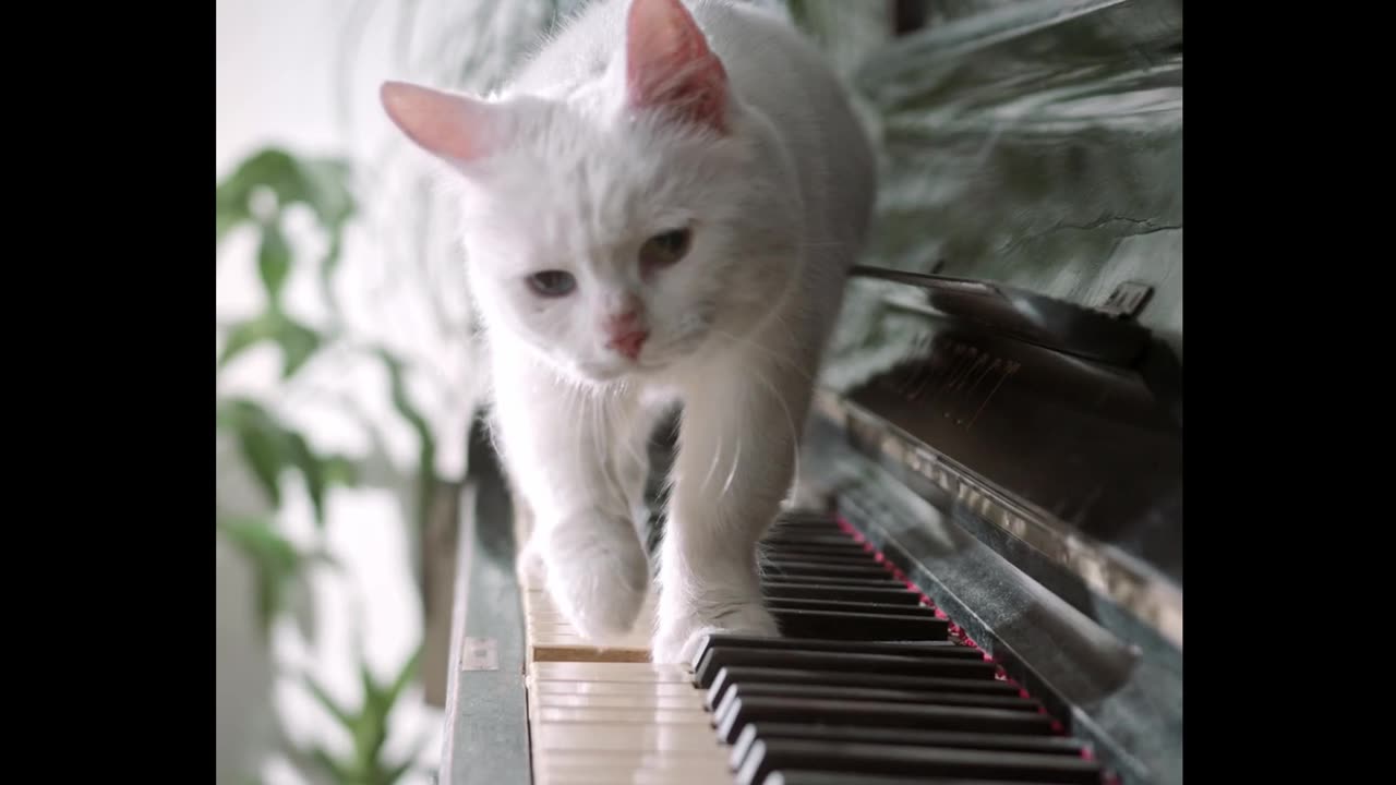 "Feline Funnies: The Harmonium Hijinks of a Playful Cat"