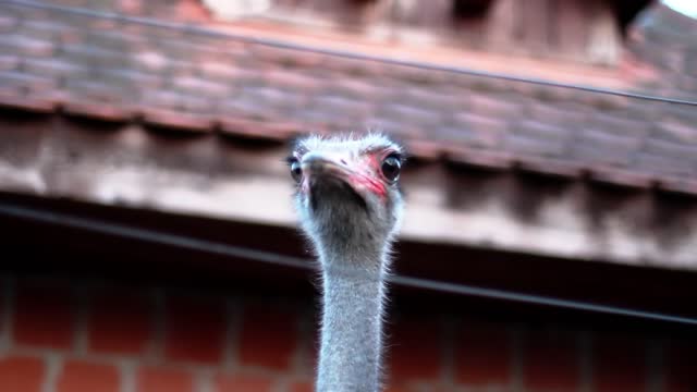 I doubt you will stay the whole video looking at this ostrich!