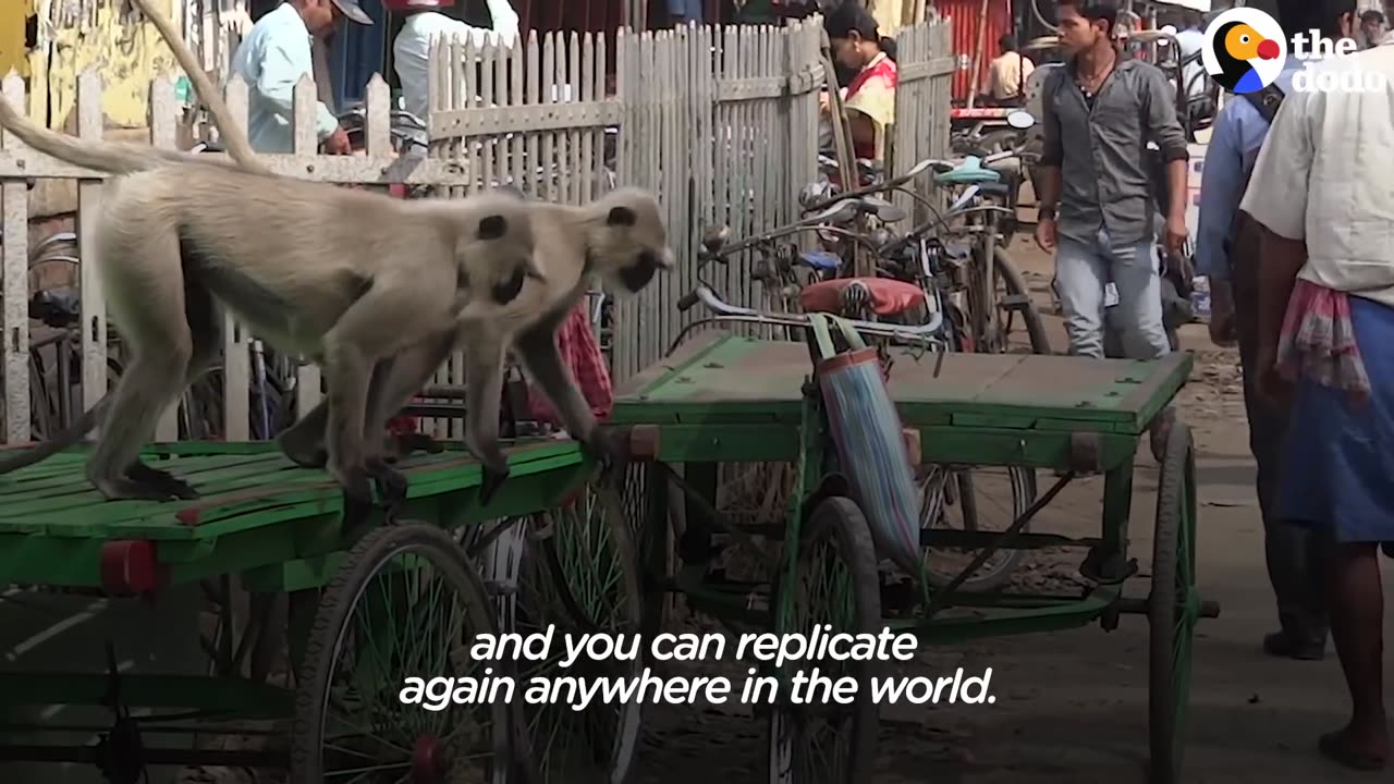 Cows in India Protected by New Technology | The Dodo