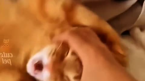Funny animals part 1