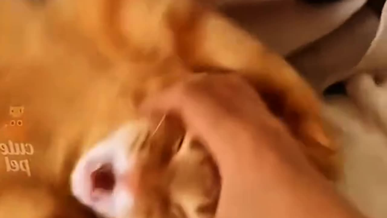 Funny animals part 1