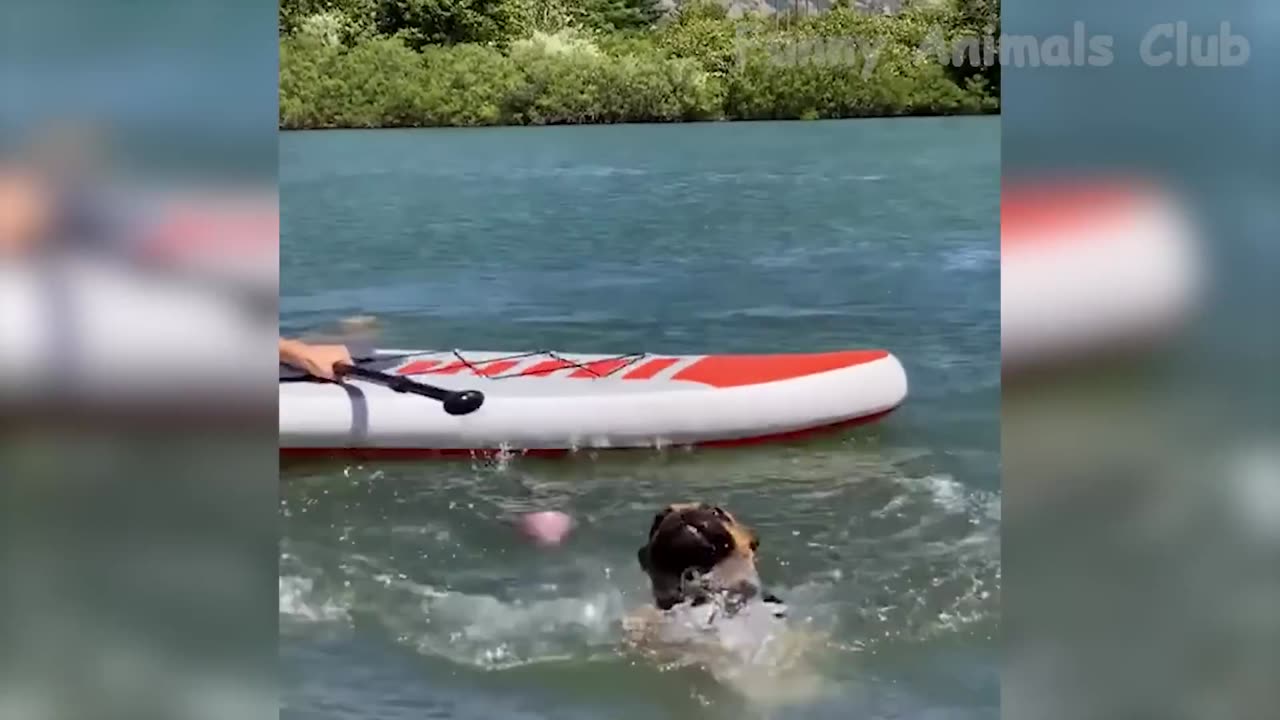 Funny video of 😺😺🤣🤣😂