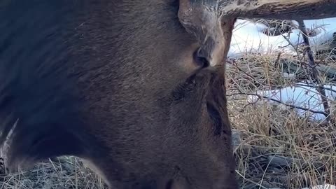 Have you ever watched a bull elk eat ❄️?