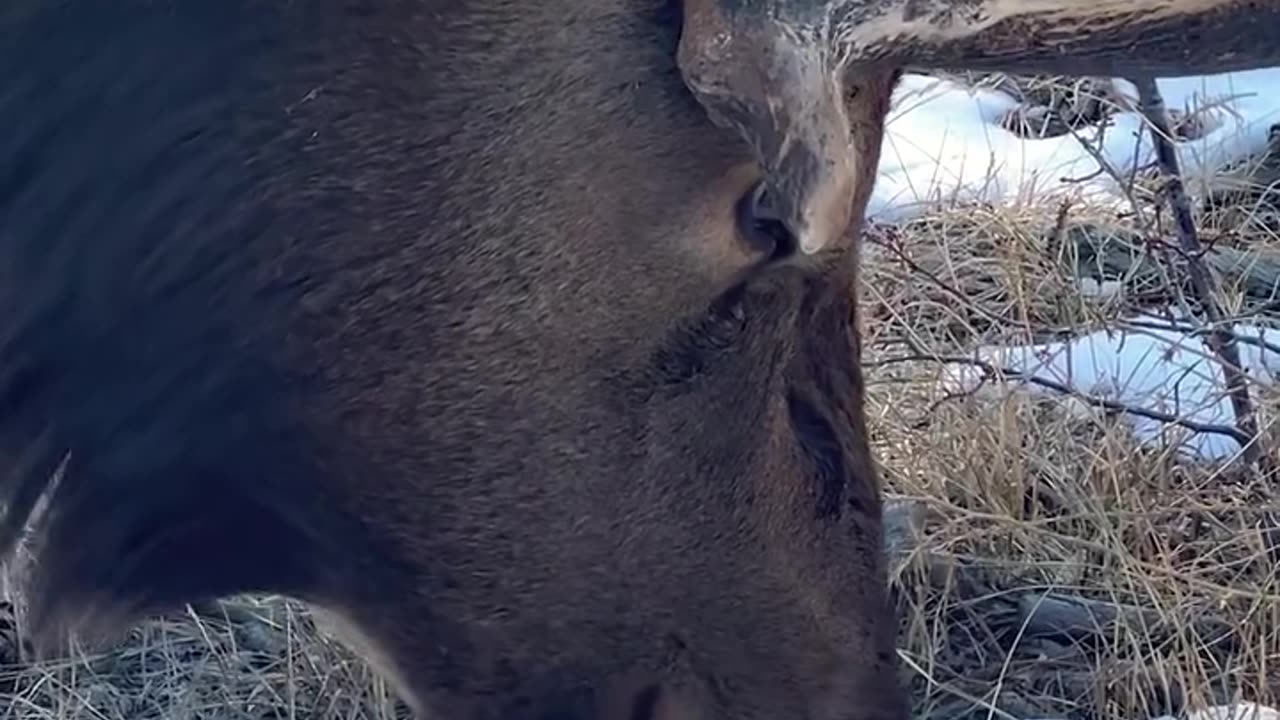 Have you ever watched a bull elk eat ❄️?