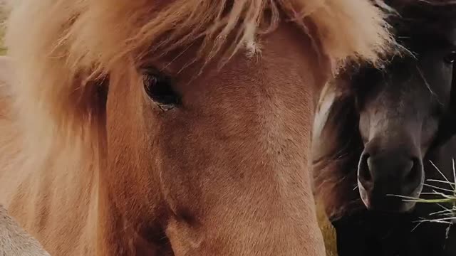 This is how the horse smiles