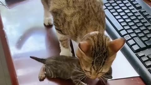 Finding mom his kitten | Love to kitten