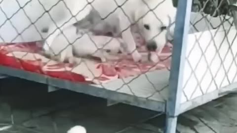 so cute