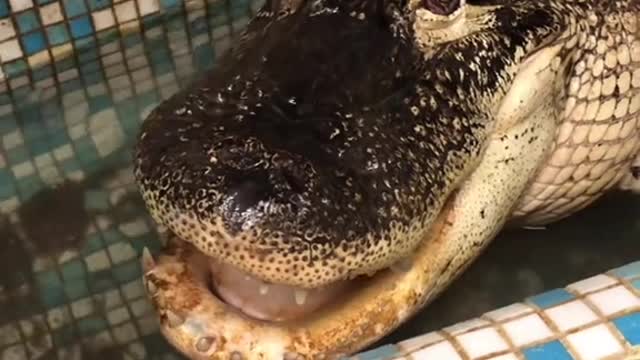 The pet look like quite friendly