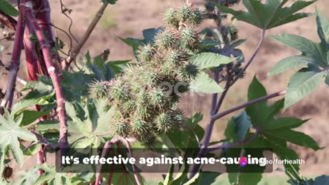 The Healing Elixir: Unveiling Castor Oil