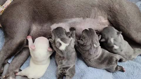 Lots of puppies