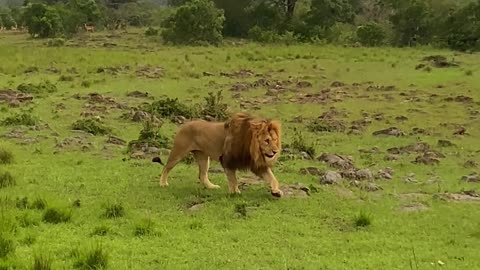 Majestic Lion Strolls Through the Grassland | WildLiffe #short #shorts