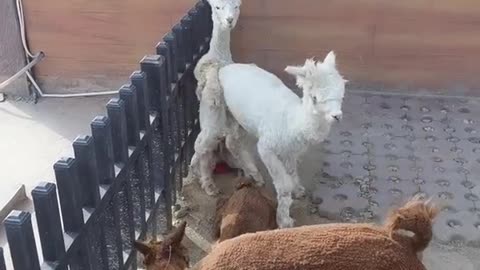 alpacas