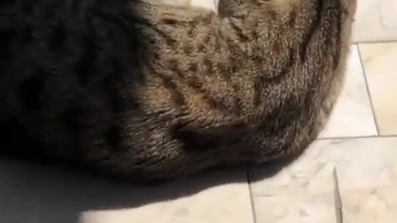 Cat mood Illusion Light Time