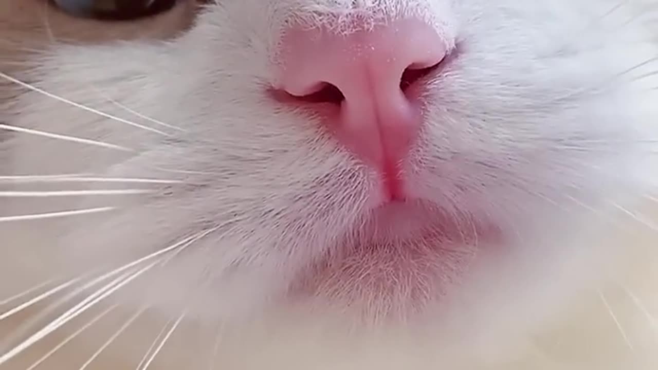 Cat 🐈 beautiful voice