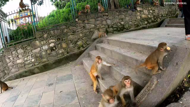 This is how monkeys fight to eat | Monkey like to eat biscuit and corn | feeding hungry monkey & dog