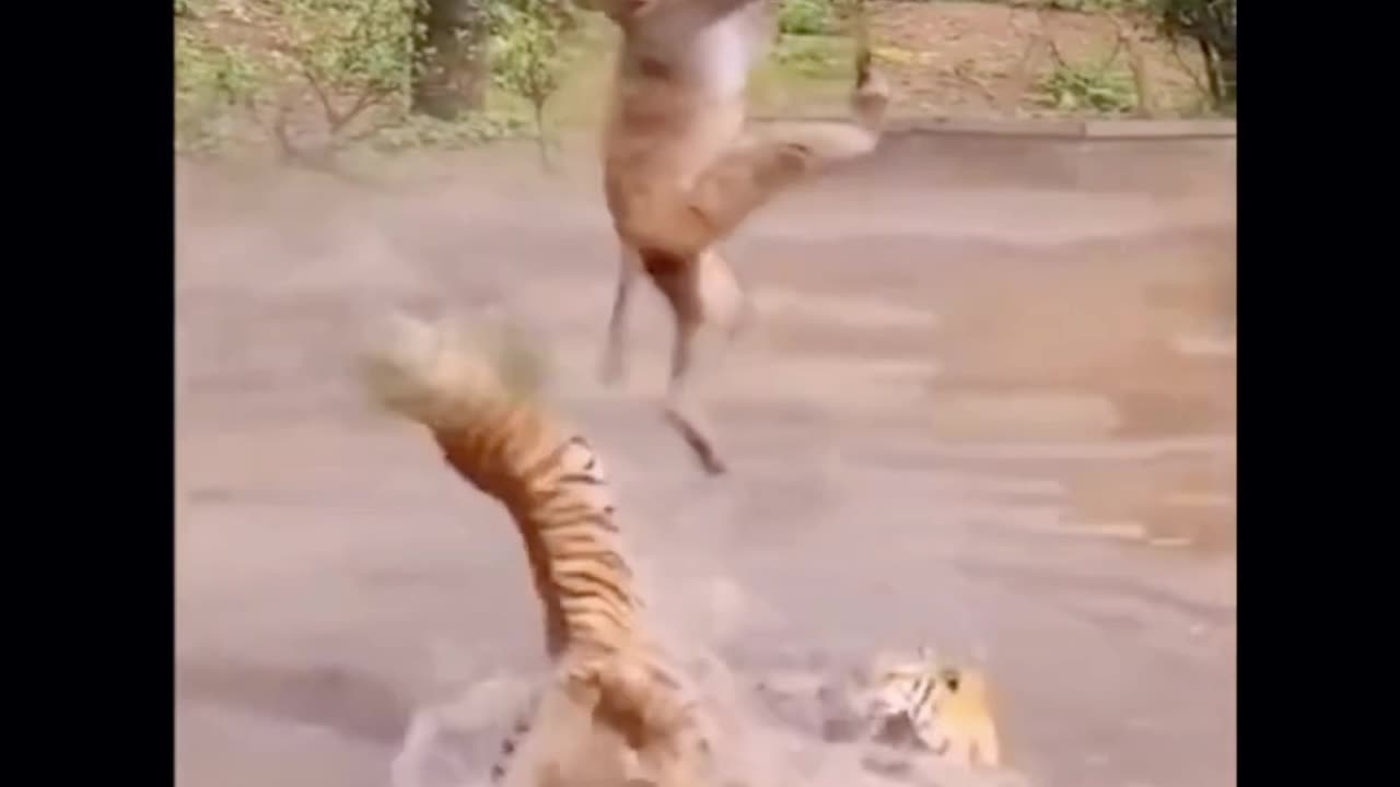 Animal In public (what happened/).?😱
