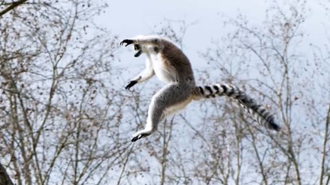 Animals Captured Mid Air