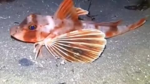 Beutiful best scen nice 🐠🐟 world wildlife natur video