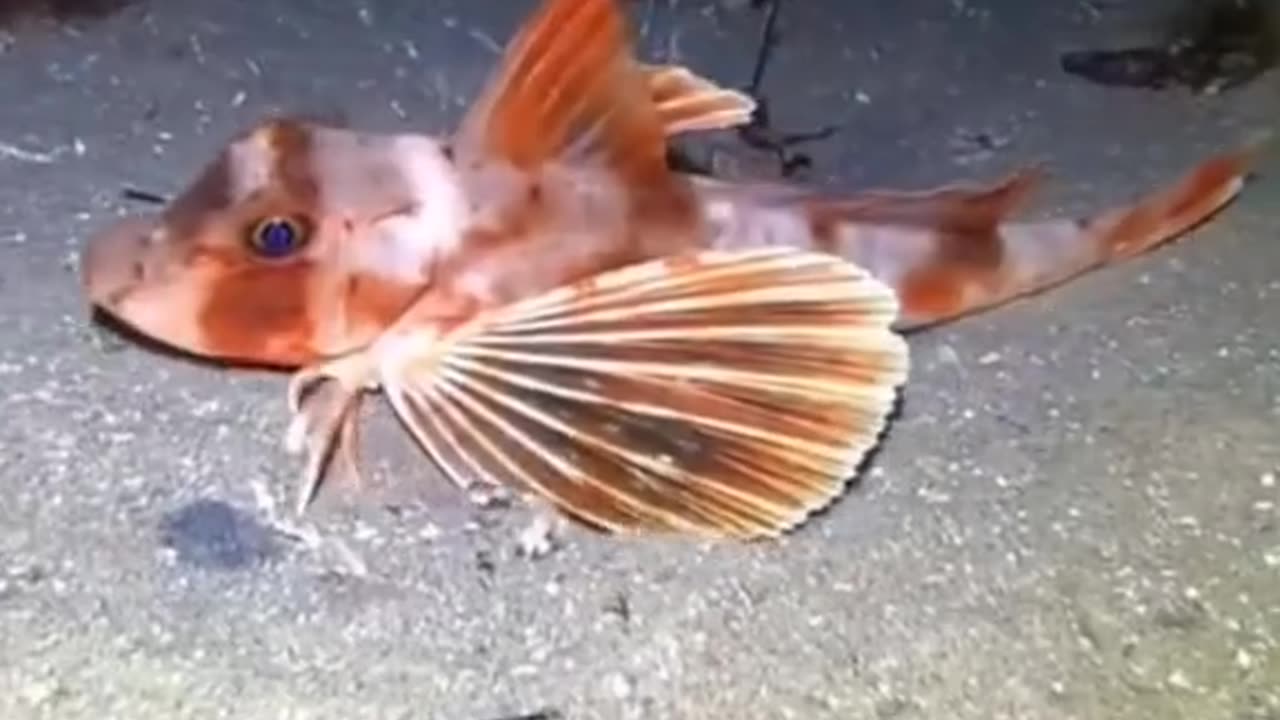 Beutiful best scen nice 🐠🐟 world wildlife natur video