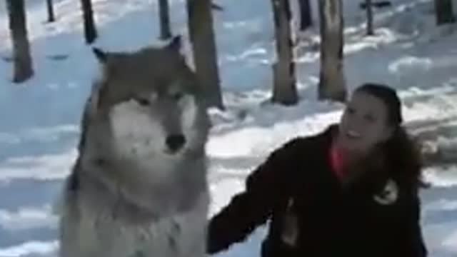 Grey wolf transforms into a good boy when he is visited by the people that helped raise their pack