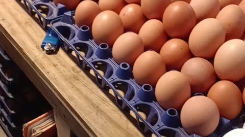 Fresh eggs