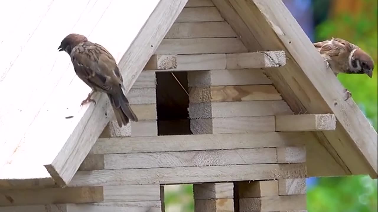 The most beautiful bird house to make for a lot of birds living