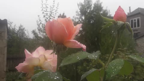 Roses and rain