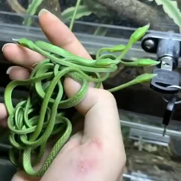 animal kingdom new video