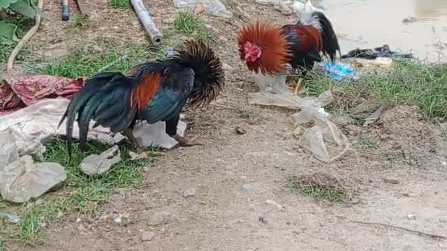 Which cock wins, which one wins, let's watch the video together