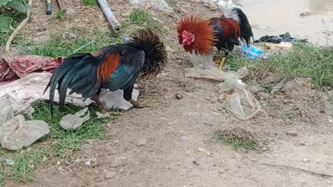 Which cock wins, which one wins, let's watch the video together