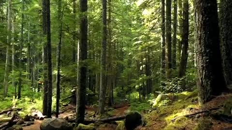 Photography of a forest with trees