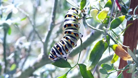 "The Journey of a Caterpillar: Nature's Tiny Transformative Wonder"