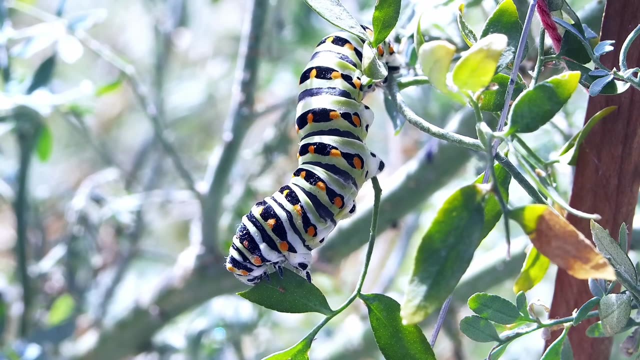 "The Journey of a Caterpillar: Nature's Tiny Transformative Wonder"