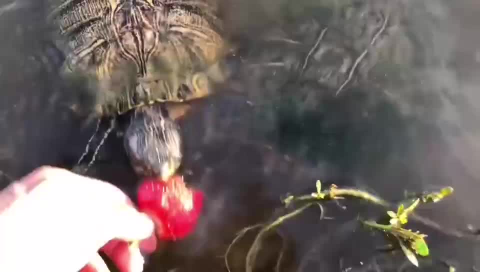 turtle eating strawberry