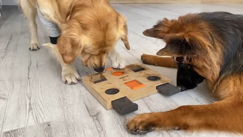 German Shepherd Puppy Tries Brain Games with Golden Retriever