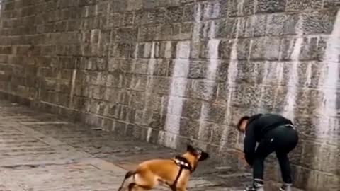 Watch this before buying Belgian Malinois