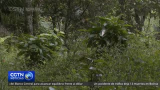 El sector cafetero colombiano recupera su hegemonía